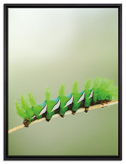 seltene grüne Raupe auf Leinwandbild gerahmt Größe 80x60