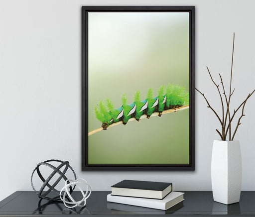 seltene grüne Raupe auf Leinwandbild gerahmt mit Kirschblüten