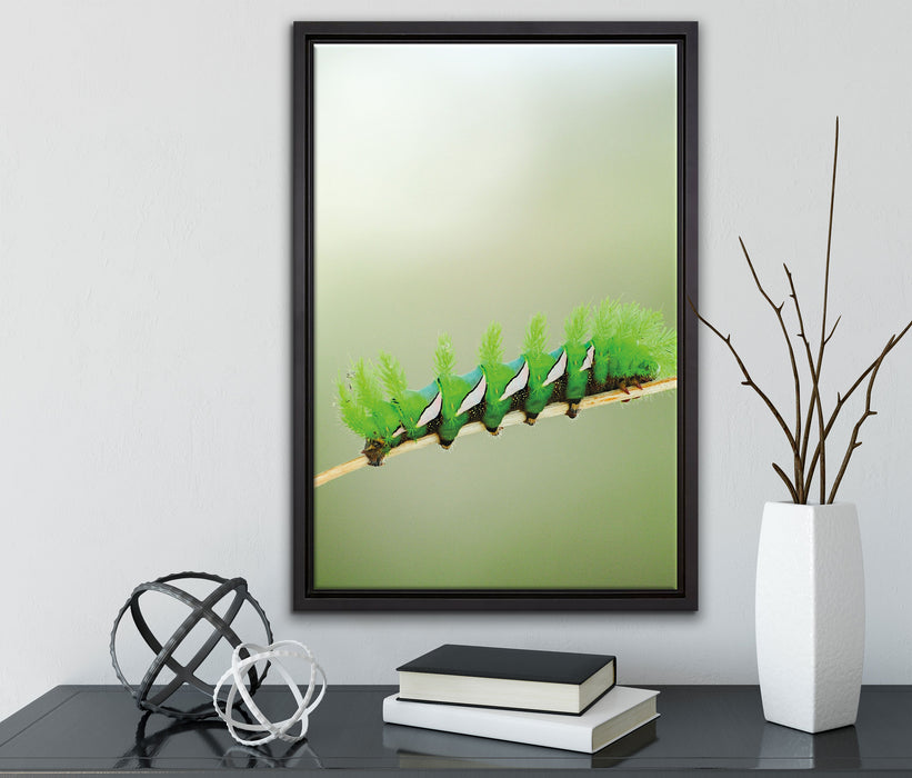 seltene grüne Raupe auf Leinwandbild gerahmt mit Kirschblüten