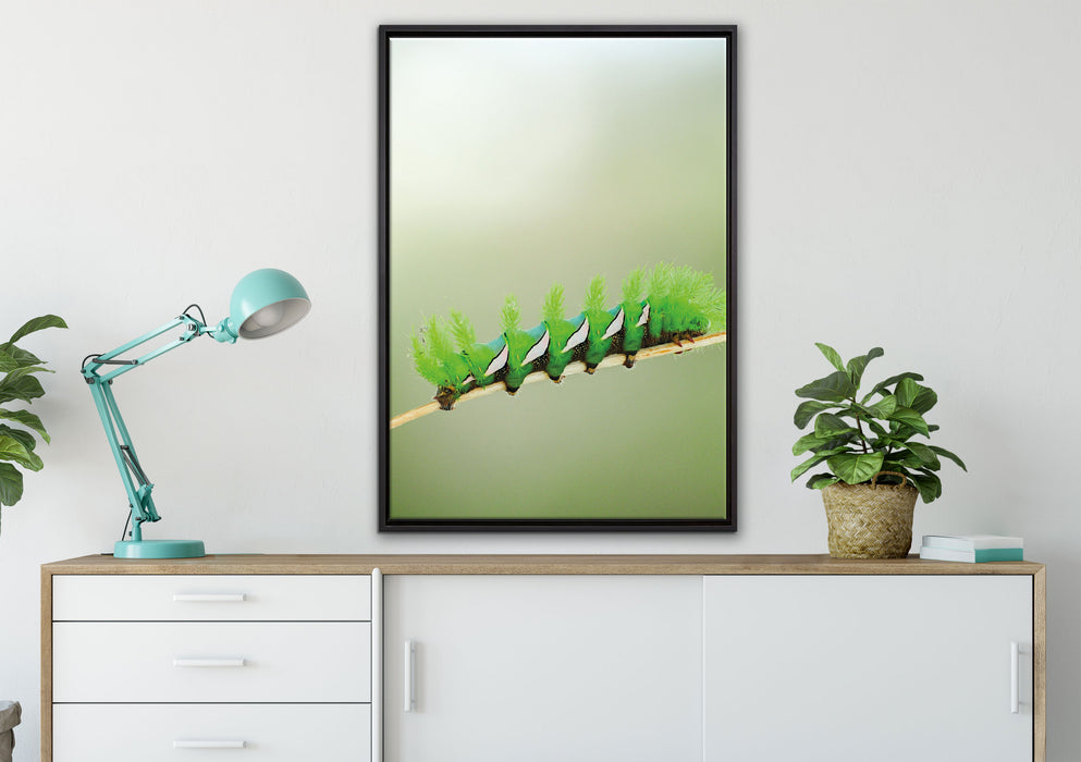 seltene grüne Raupe auf Leinwandbild gerahmt verschiedene Größen im Wohnzimmer