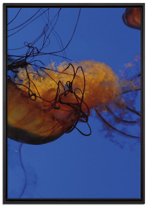 anmutige Qualle im Wasser auf Leinwandbild gerahmt Größe 100x70