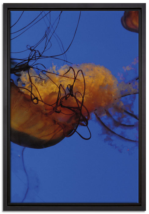 anmutige Qualle im Wasser auf Leinwandbild gerahmt Größe 60x40