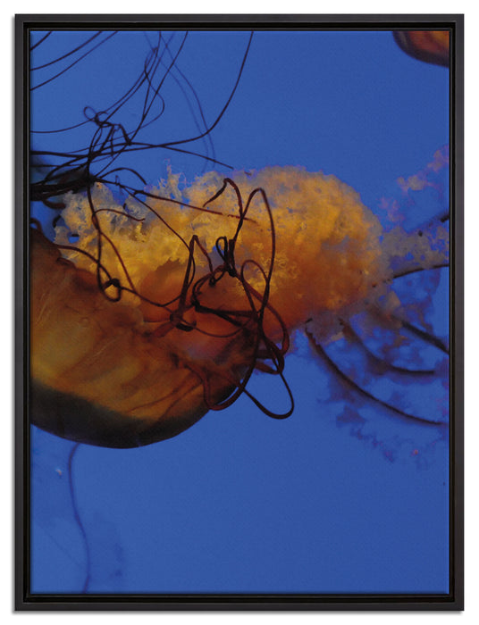 anmutige Qualle im Wasser auf Leinwandbild gerahmt Größe 80x60