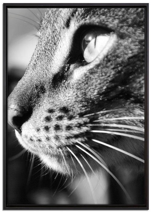 anmutige Katze im Seitenprofil auf Leinwandbild gerahmt Größe 100x70