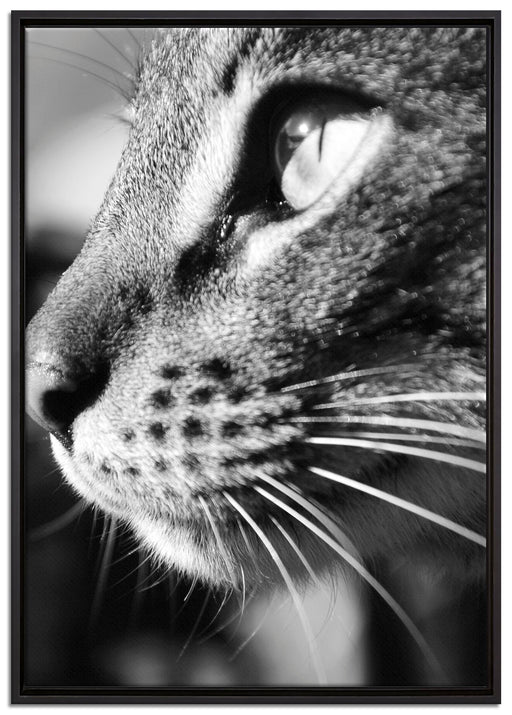 anmutige Katze im Seitenprofil auf Leinwandbild gerahmt Größe 100x70