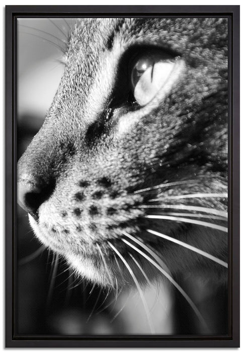 anmutige Katze im Seitenprofil auf Leinwandbild gerahmt Größe 60x40