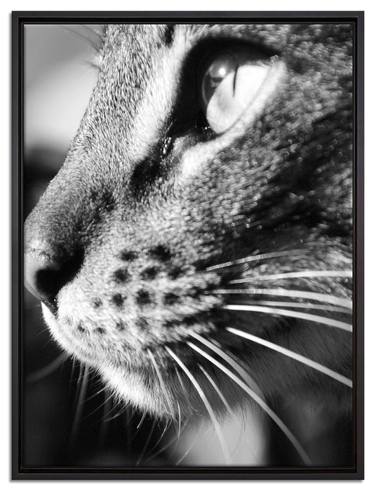 anmutige Katze im Seitenprofil auf Leinwandbild gerahmt Größe 80x60