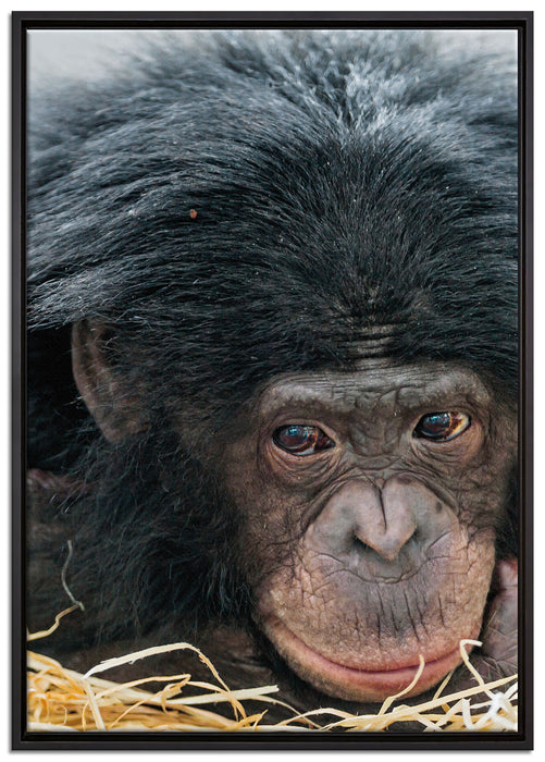 kleiner Schimpanse im Heu auf Leinwandbild gerahmt Größe 100x70