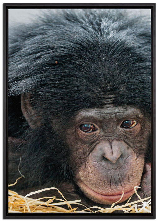kleiner Schimpanse im Heu auf Leinwandbild gerahmt Größe 100x70