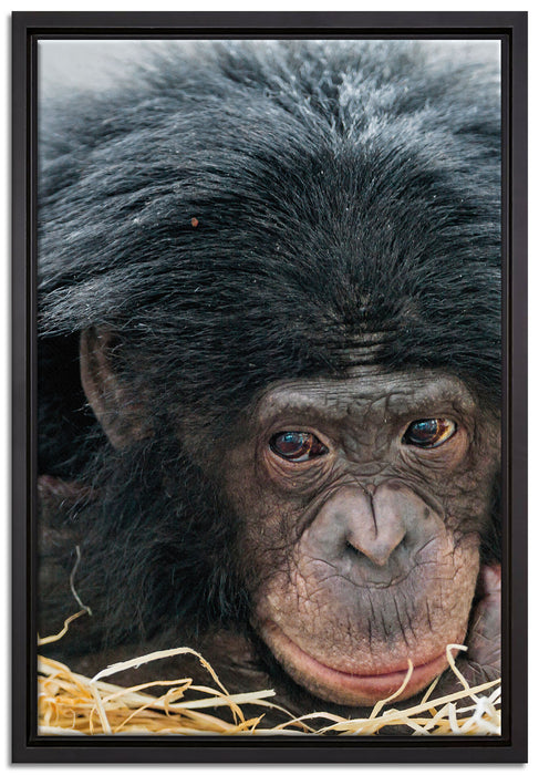 kleiner Schimpanse im Heu auf Leinwandbild gerahmt Größe 60x40