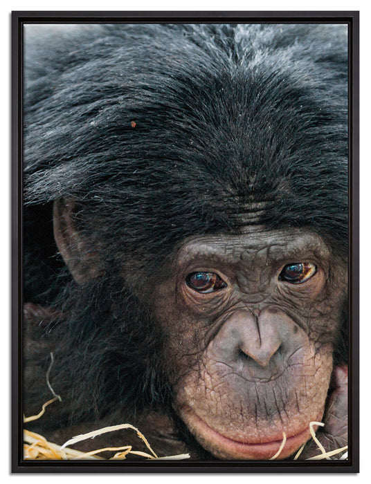 kleiner Schimpanse im Heu auf Leinwandbild gerahmt Größe 80x60
