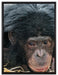 kleiner Schimpanse im Heu auf Leinwandbild gerahmt Größe 80x60