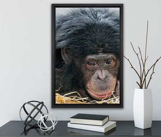 kleiner Schimpanse im Heu auf Leinwandbild gerahmt mit Kirschblüten