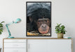kleiner Schimpanse im Heu auf Leinwandbild gerahmt verschiedene Größen im Wohnzimmer