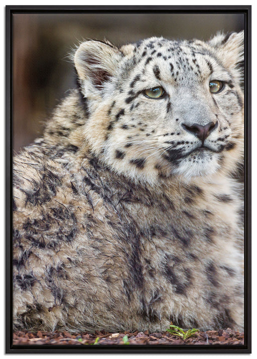 anmutiger Schneeleopard auf Leinwandbild gerahmt Größe 100x70