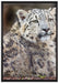 anmutiger Schneeleopard auf Leinwandbild gerahmt Größe 100x70