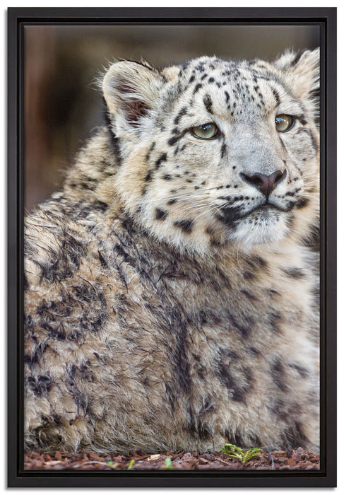 anmutiger Schneeleopard auf Leinwandbild gerahmt Größe 60x40