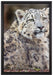 anmutiger Schneeleopard auf Leinwandbild gerahmt Größe 60x40