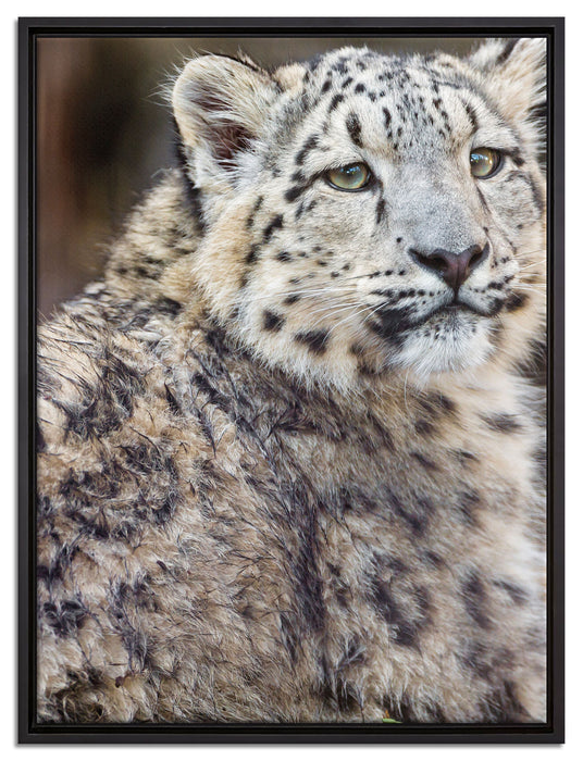 anmutiger Schneeleopard auf Leinwandbild gerahmt Größe 80x60