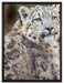 anmutiger Schneeleopard auf Leinwandbild gerahmt Größe 80x60