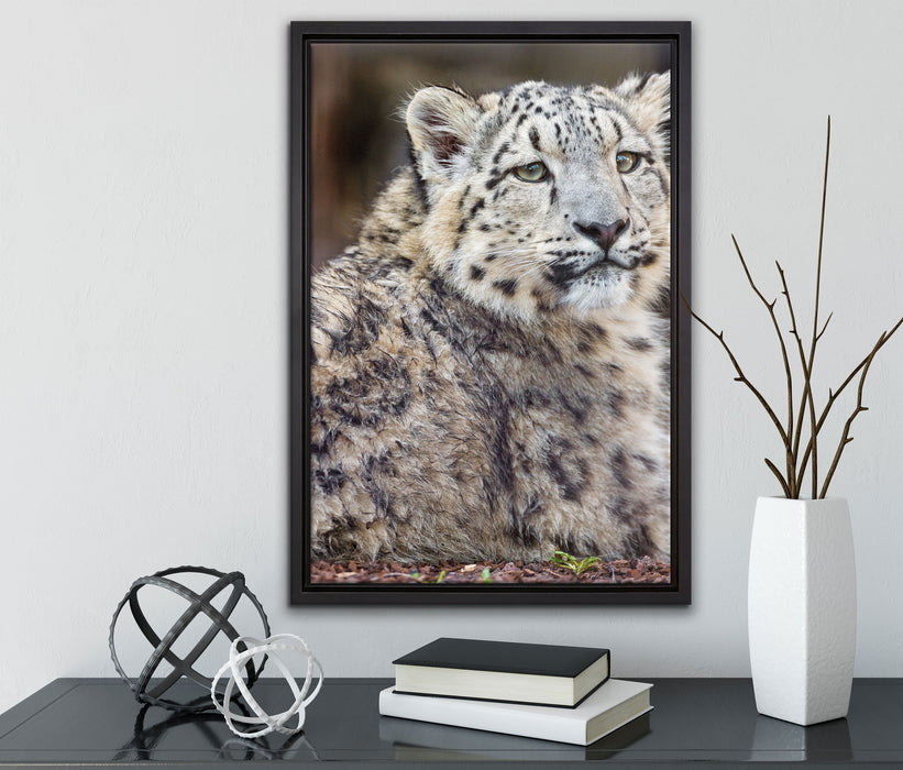 anmutiger Schneeleopard auf Leinwandbild gerahmt mit Kirschblüten
