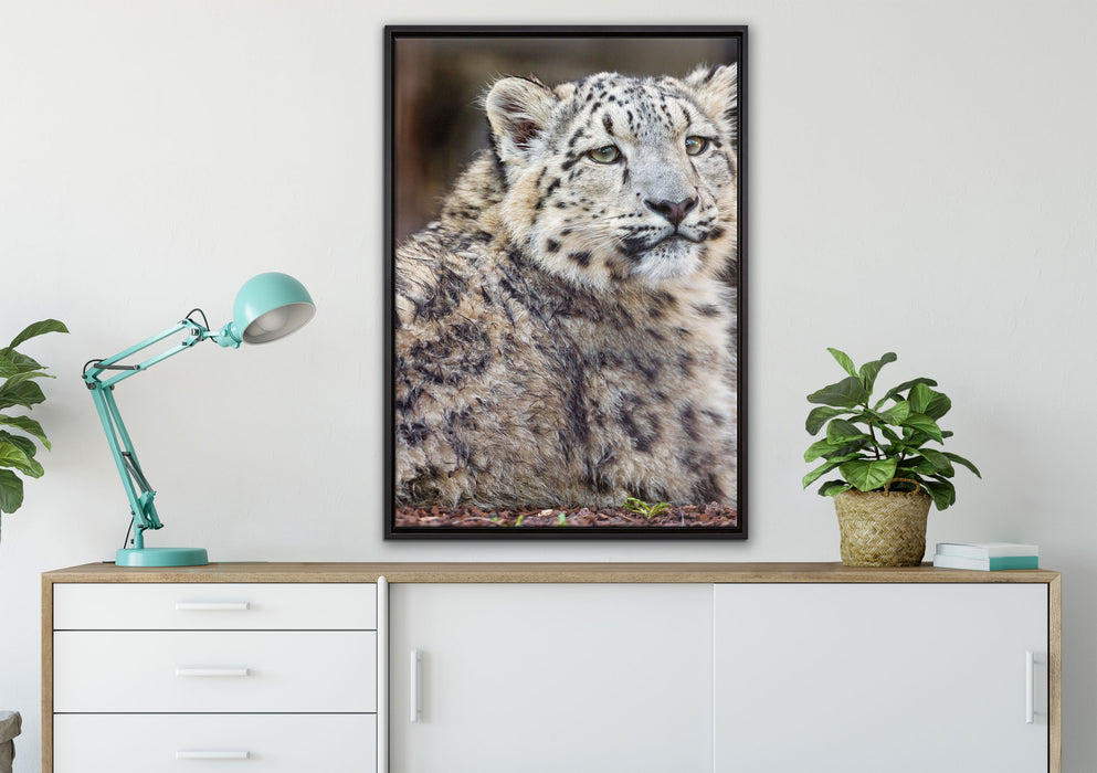 anmutiger Schneeleopard auf Leinwandbild gerahmt verschiedene Größen im Wohnzimmer