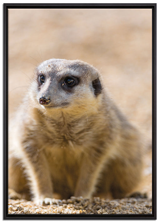 schüchternes Erdmännchen auf Leinwandbild gerahmt Größe 100x70