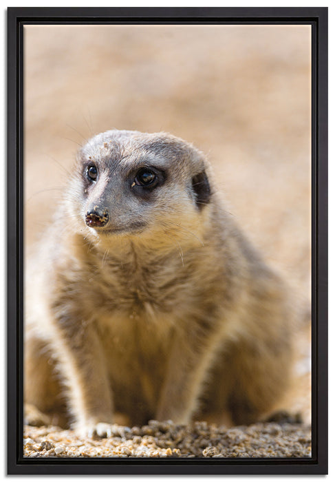 schüchternes Erdmännchen auf Leinwandbild gerahmt Größe 60x40