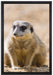 schüchternes Erdmännchen auf Leinwandbild gerahmt Größe 60x40