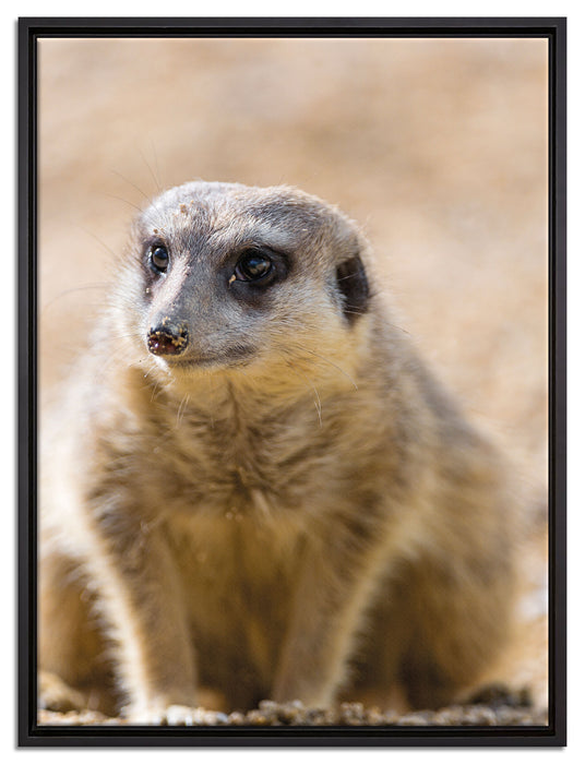 schüchternes Erdmännchen auf Leinwandbild gerahmt Größe 80x60