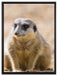 schüchternes Erdmännchen auf Leinwandbild gerahmt Größe 80x60