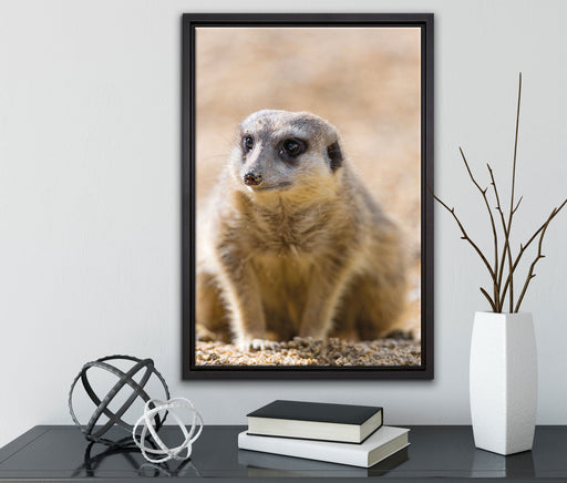 schüchternes Erdmännchen auf Leinwandbild gerahmt mit Kirschblüten