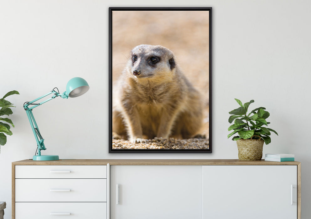 schüchternes Erdmännchen auf Leinwandbild gerahmt verschiedene Größen im Wohnzimmer