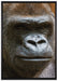 stolzer Gorilla auf Leinwandbild gerahmt Größe 100x70