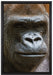 stolzer Gorilla auf Leinwandbild gerahmt Größe 60x40