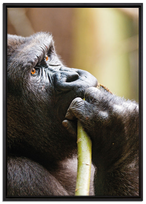 Gorilla isst auf Leinwandbild gerahmt Größe 100x70