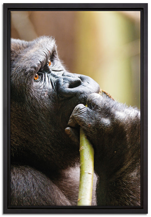 Gorilla isst auf Leinwandbild gerahmt Größe 60x40