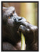 Gorilla isst auf Leinwandbild gerahmt Größe 80x60