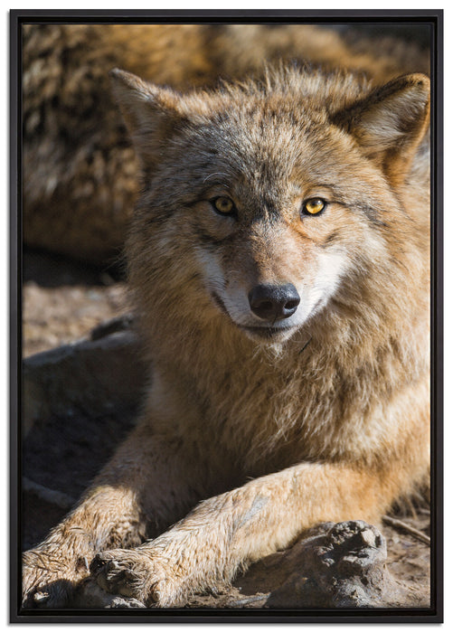 aufschauender Wolf auf Leinwandbild gerahmt Größe 100x70