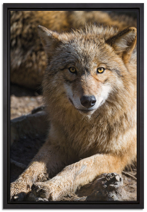 aufschauender Wolf auf Leinwandbild gerahmt Größe 60x40