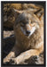 aufschauender Wolf auf Leinwandbild gerahmt Größe 60x40