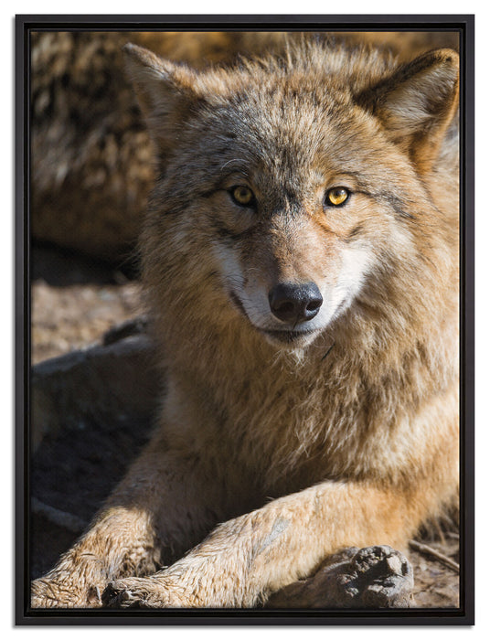aufschauender Wolf auf Leinwandbild gerahmt Größe 80x60