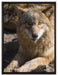 aufschauender Wolf auf Leinwandbild gerahmt Größe 80x60