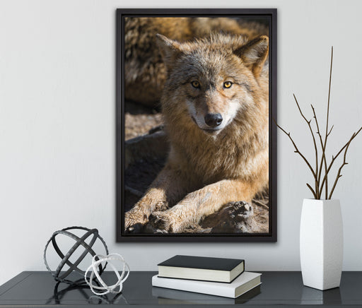 aufschauender Wolf auf Leinwandbild gerahmt mit Kirschblüten