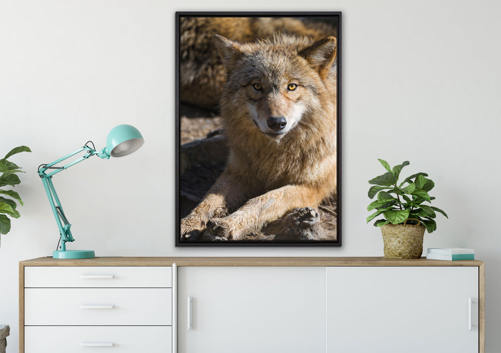 aufschauender Wolf auf Leinwandbild gerahmt verschiedene Größen im Wohnzimmer