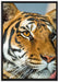 schöner Tiger auf Leinwandbild gerahmt Größe 100x70