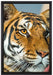 schöner Tiger auf Leinwandbild gerahmt Größe 60x40