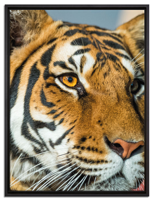 schöner Tiger auf Leinwandbild gerahmt Größe 80x60