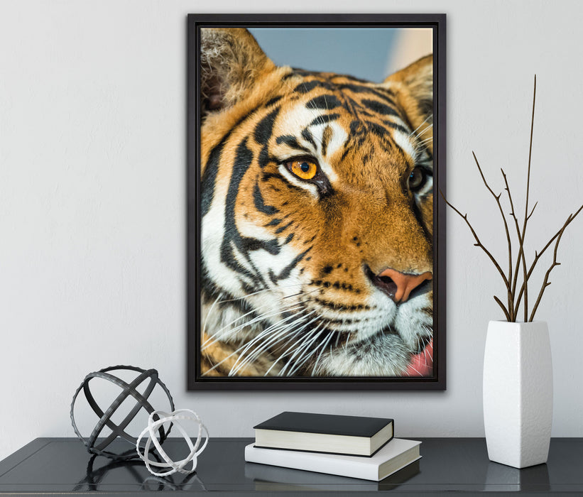 schöner Tiger auf Leinwandbild gerahmt mit Kirschblüten