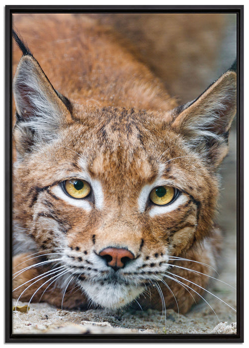 wachsamer Luchs auf Leinwandbild gerahmt Größe 100x70